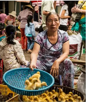  ?? PHOTO SHUTTERSTO­CKS ?? TOP A woman sells baby chickens and ducks at Thuy Thanh market near Hue, Vietnam OPPOSITE PAGE A bamboo thicket is cleared to make way for farmland