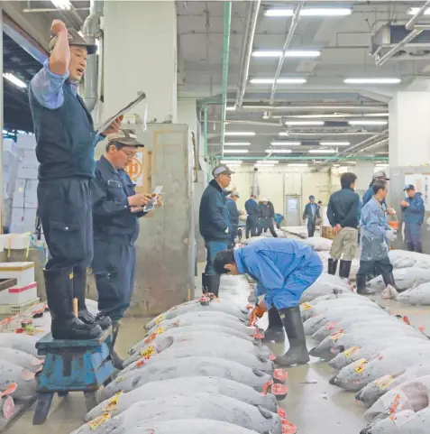  ??  ?? BOLD FUTURE: The tuna auction at Tsukiji market in Tokyo. It is planned to turn the market into a “food theme park”.