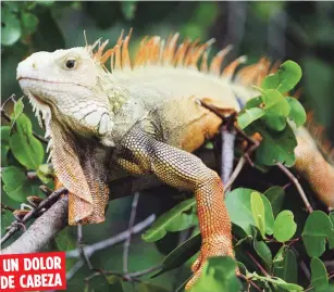  ??  ?? UN DOLOR DE CABEZA
¿EVIDENCIA? Como ejemplo se mencionó la llamada “gallina de palo” (iguana iguana), cuya proliferac­ión desmedida se ha convertido en una amenaza para especies endémicas.