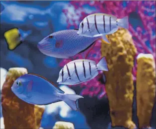  ?? DAN HONDA — STAFF ARCHIVES ?? Fish swim in display at the Monterey Bay Aquarium in Monterey in March 2016. The aquarium is unable to reopen since Monterey County remains in the state’s purple tier for COVID-19.