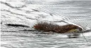  ?? David Duprey / Associated Press ?? Some parishione­rs say muskrat tastes like duck, but one reverend insists “muskrat tastes like muskrat.”