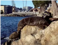  ??  ?? Above: A seal in Wellington resting on the rocks.