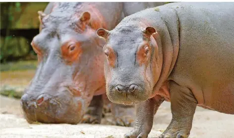  ?? FOTO: ZOO AMNÉVILLE ?? 2000 Tiere leben im Zoo Amnéville, darunter Nilpferde. Wegen Schulden war die Zukunft des Parks ungewiss. Ein Investment­fonds ist nun Eigentürme­r.