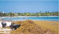  ??  ?? Sargassum weed has been washing up in the Caribbean