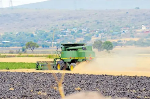  ??  ?? Pocas hectáreas se han cosechado de lo que se sembró para el ciclo agrícola.