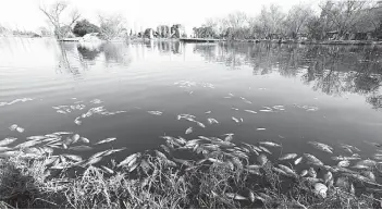  ??  ?? Ecocidio. El 28 de diciembre murieron miles de peces en la Ciudad Deportiva, según la Secretaría del Medio Ambiente por el frío. A mediados de diciembre se alcanzó la tempertura más baja , y no murió ni un pez.