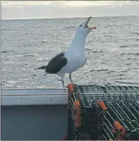  ?? JULIE COLLINS/CAPE BRETON POST ?? A seagull made sure it was noticed after landing on the stern of the lobster boat Small Change.