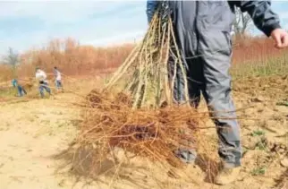  ??  ?? La empresa ha producido y comerciali­zado hace apenas unos días más de un millón de plantas.