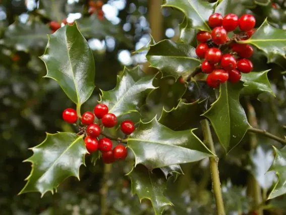  ??  ?? Red berries are fruiting on holly trees – several weeks early (Getty)