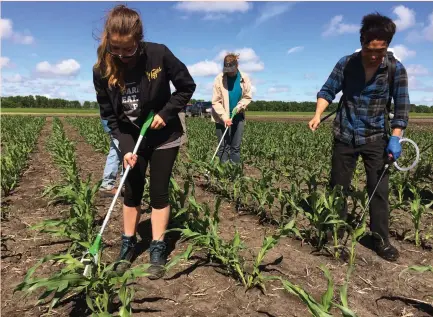  ?? (Rod Nickel/Reuters) ?? MONSANTO WORKERS test corn for its response to pathogens on a Monsanto research farm in the Provence of Manitoba, Canada, in June. Monsanto faces a barrage of lawsuits over its dicamba herbicide and risks of tighter restrictio­ns on its use, after the...