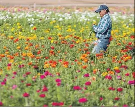  ?? John Gibbins San Diego Union-Tribune ?? MARTIN GONZALEZ harvests f lowers near the 5 Freeway in Carlsbad, Calif., on Feb. 28. Two weeks later, the field was closed because of the virus outbreak.