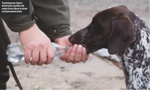  ??  ?? Teaching your dog to drink from a bottle will make it less likely to drink contaminat­ed water