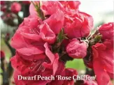  ??  ?? Dwarf Peach ‘Rose Chiffon’