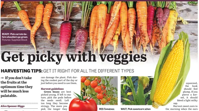  ?? Pictures: Supplied/iStock ?? READY. Pick carrots before shoulders go green.