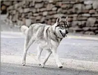  ?? Jessica Hill / Associated Press ?? Andrew Cuomo's dog, Captain, at the Executive Mansion in Albany earlier this month.