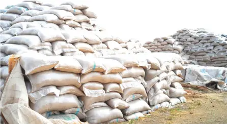  ??  ?? Paddy rice in Olam Farm, Rukui, Nasarawa State