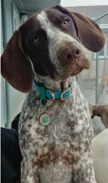 Topsailstar hotsell pet center