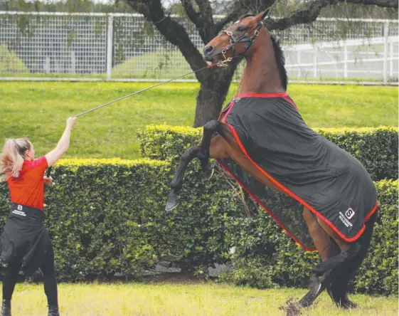  ?? Picture: GETTY IMAGES ?? Strapper Christine Duffy tries to control Everest runner Redzel at Royal Randwick.