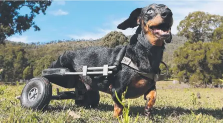  ?? Picture: GLENN HAMPSON ?? Krumm, the mini dachshund which won the hearts of movie audiences and farm visitors, has died.