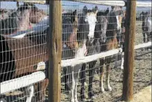  ?? Scott Sonner/Associated Press ?? In this 2013 file photo, wild horses stand behind a fence at the Bureau of Land Management's Palomino Valley holding facility in Palomino Valley, Nev.