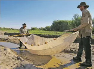  ?? ASSOCIATED PRESS FILE PHOTOS ?? U.S. Fish and Wildlife Service biologists, Angela James, left, and Tristan Austring using a seine net to search in 2013 for endangered Rio Grande silvery minnows, below, in isolated pools in the riverbed near Socorro. The U.S. Bureau of Reclamatio­n last month took advantage of high water levels in the Rio Grande to create more habitat for the endangered fish.