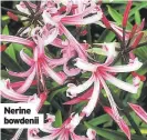  ?? ?? Nerine bowdenii