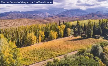  ??  ?? The Las Sequoias Vineyard, at 1,600m altitude