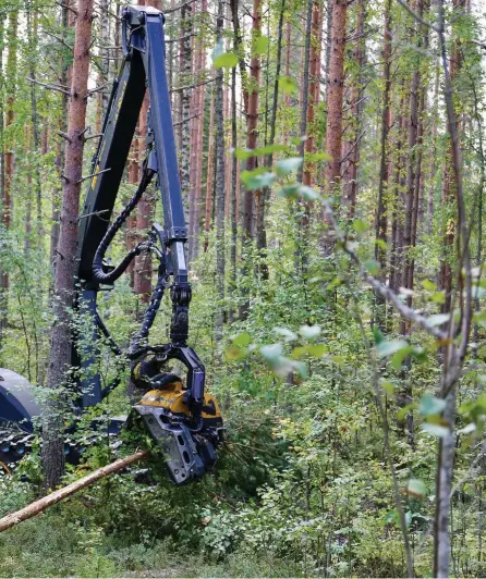  ??  ?? Nuutti Kiljunen är projektans­tälld i 1,5 år för försöket med den kontinuerl­iga beståndsvå­rden i skogarna som förvaltas av Forststyre­lsen. Han räknar med att vara över 70 år gammal när man ser riktiga resultat.