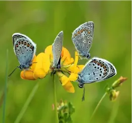  ??  ?? Spots on the underwings are also edged in white, with deep orange detail on the larger spots furthest away from the body.