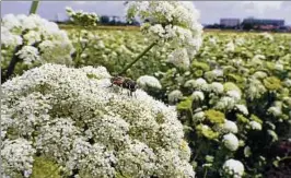  ??  ?? Vor allem den Blüten der Gemüsepfla­nzen verdankt Erfurt seinen Ruf als Blumenstad­t. Derzeit sind es die Möhren mit ihren weißen Blütenbünd­eln. Foto: Hartmut Schwarz