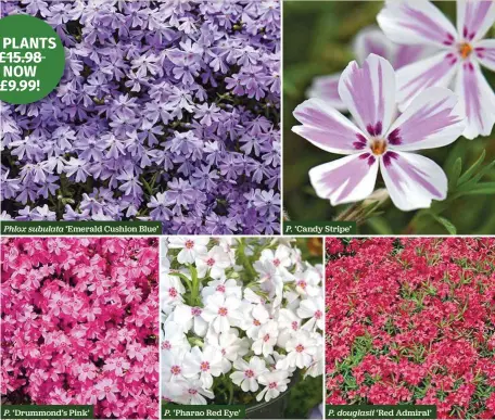  ??  ?? Phlox subulata ‘Emerald Cushion Blue’
P. ‘Drummond’s Pink’
P. ‘Pharao Red Eye’
P. ‘Candy Stripe’
P. douglasii ‘Red Admiral’