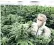  ??  ?? A worker attends to marijuana plants in the flowering room at a Tweed facility in Smiths Falls, Ontario