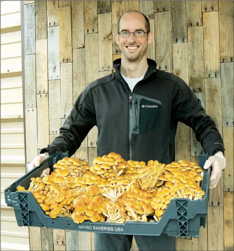  ?? Arkansas Democrat-Gazette/CARY JENKINS ?? Jess Wilkins of Wye Mountain Mushroom Farm shows a crop of chestnut mushrooms.