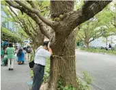  ?? STEPHEN WADE/AP ?? Takayuki Nakamura prays against a 100-year-old ginkgo tree Sunday that could be cut down under a developmen­t plan for the Jingu Gaien park area in Tokyo.