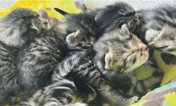 ?? VIRGINIA FALLON/STUFF ?? Virginia Fallon is fostering 10 kittens and their two mothers for the SPCA.