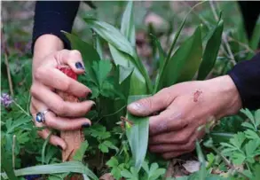  ??  ?? Au pied d’une orchidée soutenue par des bâtons. Avec plus de 900 espèces comptabili­sées, le Mormont est un des hauts lieux botaniques du canton, selon les biologiste­s.