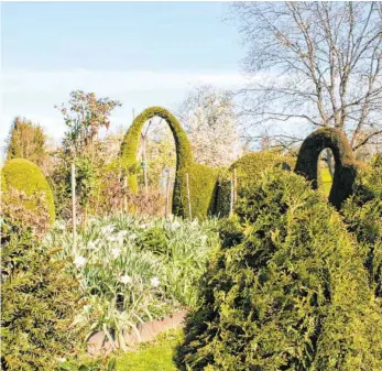  ?? FOTOS: HILDEGARD NAGLER ?? Besondere Pfingstros­en warten hinter der „Dromedar-Hecke“darauf, demnächst aufzublühe­n.