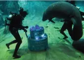  ?? — AFP ?? Aquarists deliver a “cake” for Canola, a Singapore-born manatee, to celebrate its third birthday at the River Safari in Singapore on Wednesday. Canola, weighing over 30 kilograms at birth, celebrated its third birthday 10 times heavier weighing around...