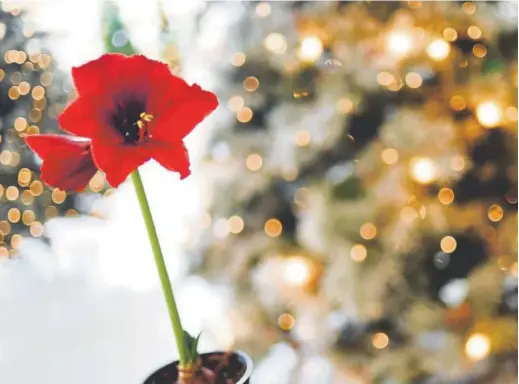  ?? Photos by RJ Sangosti, The Denver Post ?? Winter-blooming plants, such as this amaryllis at Echter’s Nursery and Garden Center, are popular holiday gifts.