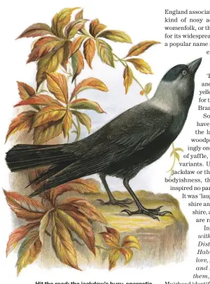  ??  ?? Hit the road: the jackdaw’s busy, energetic and noisy personalit­y is reflected in its name