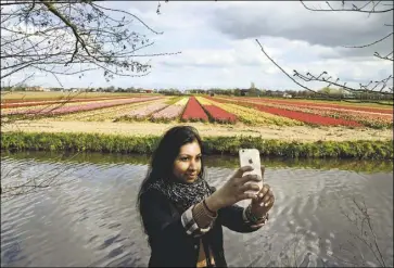  ?? Doug Oster/Post-Gazette photos ?? Michelle Nawaz of New York City was working on taking the perfect selfie using a tapestry of bulbs as her background. She was standing in Keukenhof, but the bulbs across the river aren’t part of the garden. They are bulb fields for growers.