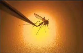  ?? RICK BOWMER Associated Press ?? WEST NILE virus, which is transmitte­d by mosquitoes, is common in California in summer and early fall. Most people infected feel no symptoms, the CDC says.