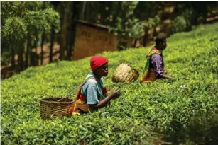  ?? ?? Rwanda has tea p l antations to exp l ore (Getty)