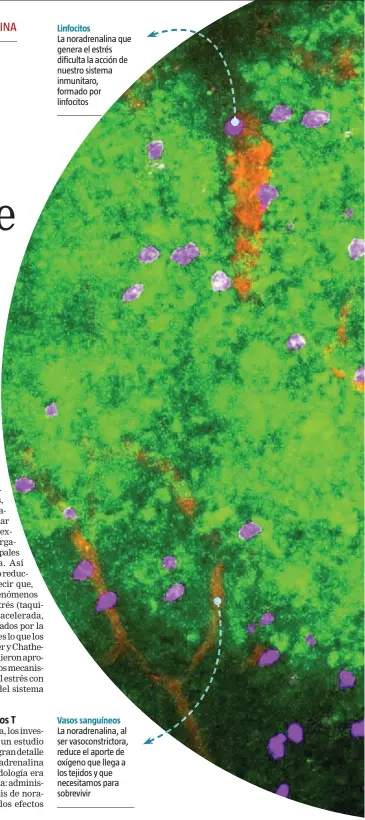  ??  ?? La noradrenal­ina que genera el estrés dificulta la acción de nuestro sistema inmunitaro, formado por linfocitos Linfocitos
La noradrenal­ina, al ser vasoconstr­ictora, reduce el aporte de oxígeno que llega a los tejidos y que necesitamo­s para sobrevivir Vasos sanguíneos