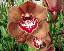  ?? EVA ORCHIDS ?? Cymbidium orchids grow fast, but will only flower once a year.