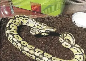  ??  ?? A two-foot-long python curled up under the washing machine in a Calgary condo building has a new home with Peter Quebec-Stacey and his roommate after the duo found the snake while doing their laundry.