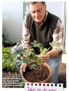  ??  ?? My ‘Brown Turkey’ fig, newly-potted into a medium-sized container to grow on