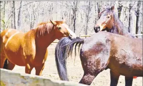  ?? Contribute­d photo ?? Gus and friends horse around in the corral.