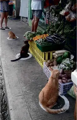  ??  ?? ABOVE: The feline inhabitant­s of Manila have no problem following the rules.