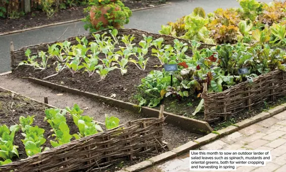  ??  ?? Use this month to sow an outdoor larder of salad leaves such as spinach, mustards and oriental greens, both for winter cropping and harvesting in spring